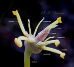  Stamens (5), staminodes (4) and Pistil